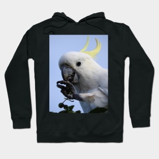 Sulphur Crested Cockatoo Hoodie